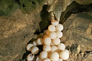 Mayotte: Green Turtle - laying eggs