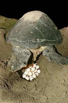 Mayotte: Green Turtle - laying eggs