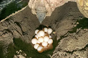 Mayotte: Green Turtle - laying eggs