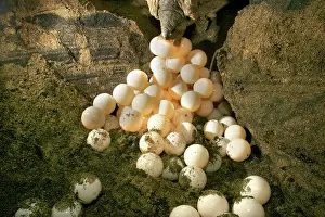 Mayotte: Green Turtle - laying eggs