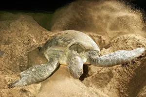 Mayotte: Green Turtle - laying eggs