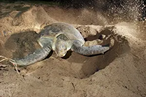Mayotte: Green Turtle - laying eggs