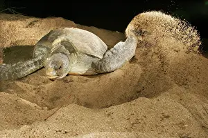 Green Turtle - laying eggs