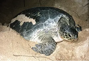 Turtles: GREEN TURTLE - Laying eggs