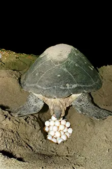 Turtles: Green Turtle - laying eggs