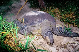 Return: Green turtle - laying. They return every summer