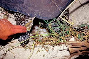 Return: Green turtle - laying. They return every summer