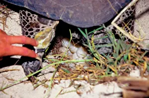 Return: Green turtle - laying. They return every summer