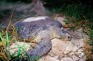 Return: Green turtle - laying. They return every summer