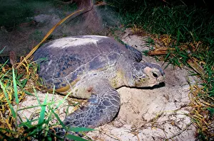 Return: Green turtle - laying. They return every summer
