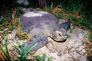 Return: Green turtle - laying. They return every summer