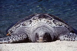 Leaving: GREEN TURTLE LEAVING SEA