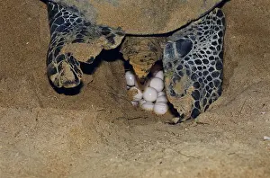 Cheloniidae: Green Turtle at Nest