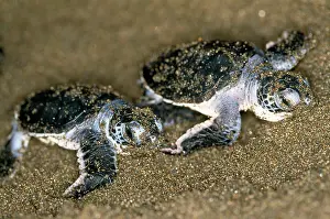 Midas: Green TURTLE - pair of hatchlings, close up