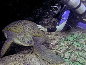 Checking: Green Turtle - a researcher checking on a female