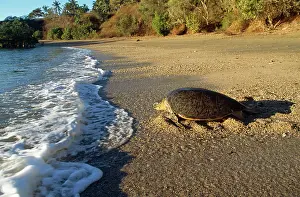 Returning: Green Turtle - Returning to sea after egg laying