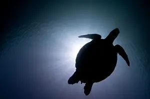 Mydas: Green Turtle silhouette