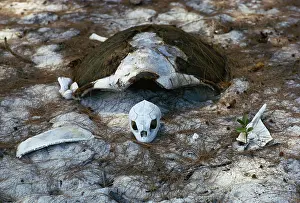 Remains: Green Turtle skeleton