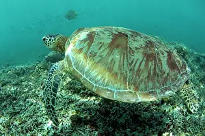 Mydas: Green Turtle swimming