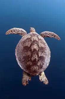 Mydas: Green Turtle swimming
