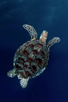 Sipadan: Green Turtle swimming in blue water