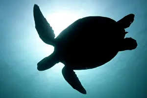 Sipadan: Green Turtle swimming in blue water in silhouette