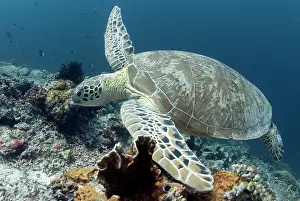 Sipadan: Green Turtle swimming over coral reef