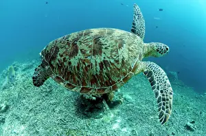 Staghorn: Green Turtle swimming over damaged coral