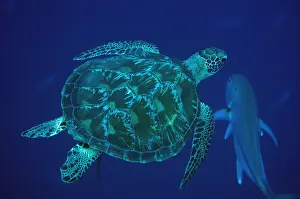 240519: Green Turtle - swimming - Too Many Fish dive site