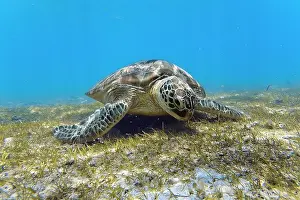 Seagrass: Green turtle swimming on seagrass, Indian Ocean