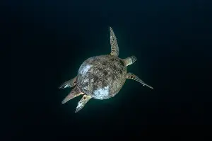 Mydas: Green Turtle - swimming - Sipadan Island, Sabah
