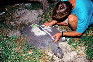 Closely: Green turtle - under threat around the world and