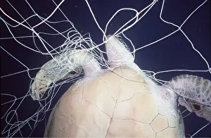 Turtles: Green Turtle trapped in net