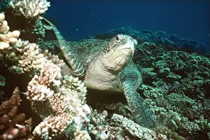Turtles: GREEN TURTLE - underwater
