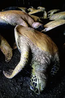Killed: Green Turtles caught for a village feast