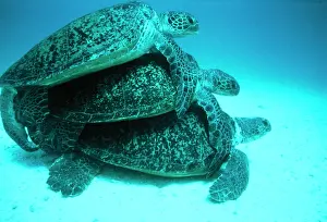 Midas: GREEN TURTLES MATING