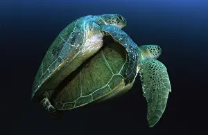 Seaturtle: Green Turtles Mating