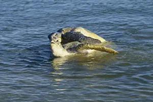Carpentaria: Green Turtles Mating