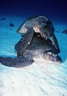 Turtles: GREEN TURTLES MATING