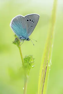 Glaucopsyche: Green-underside Blue
