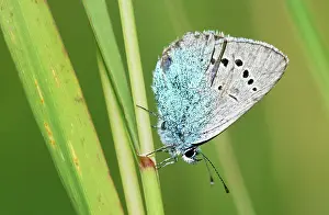 Glaucopsyche: Green-underside Blue Butterfly - on flower