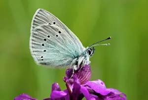 Morio: Green-underside Blue butterfly - on a Green-winged