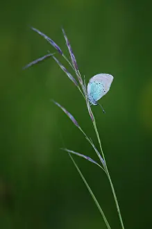 Franche: Green-underside Blue (Glaucopsyche alexis) - Bourgogne