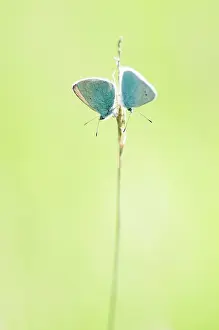 Franche: Green-underside Blues (Glaucopsyche alexis) - Bourgogne