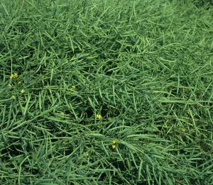 Pods: Green unripe Canola seedpods