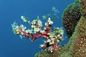 Squirt: Green urn sea squirt (Didemnum molle), colonise