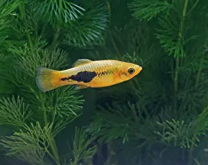 Xiphoporus: Green variatus platy - female side view