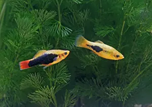 Xiphoporus: Green variatus platy - pair side view