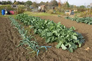 Compost: Green vegetables cabbages and leeks growing on