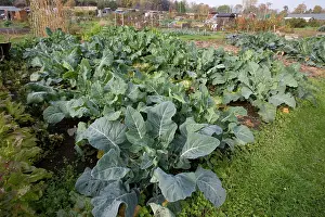 Allotment: Green vegetables growing on local allotment near